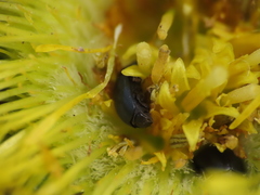 Brassicogethes simplipes