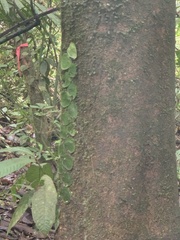 Monstera tuberculata