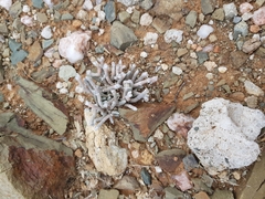 Anacampseros ustulata
