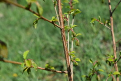 Ulmus davidiana