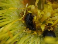 Brassicogethes simplipes