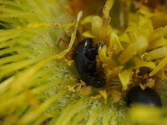 Brassicogethes simplipes