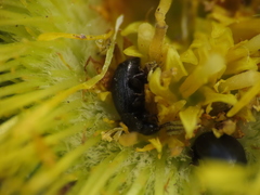 Brassicogethes simplipes