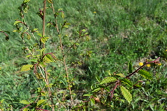 Ulmus davidiana