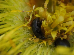 Brassicogethes simplipes