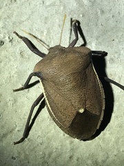 Basicryptus costalis