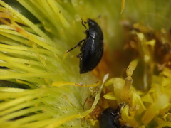 Brassicogethes simplipes