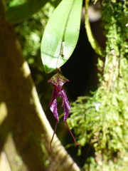 Masdevallia heteroptera