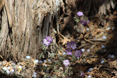 Phacelia vallis-mortae