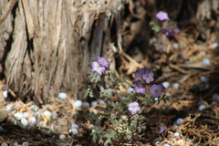 Phacelia vallis-mortae
