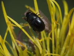 Brassicogethes simplipes
