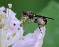 Sphegina