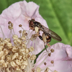 Sphegina