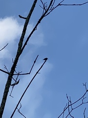 Archilochus colubris