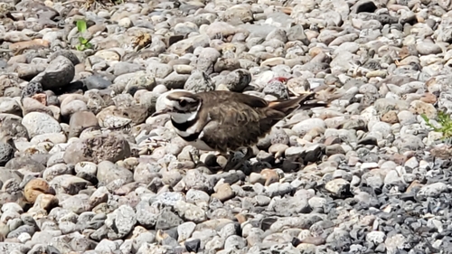 Killdeer photographed in Washington