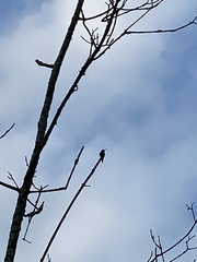 Archilochus colubris