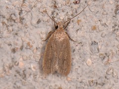 Inga obscuromaculella