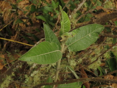 Ageratina asclepiadea