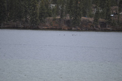 Melanitta perspicillata