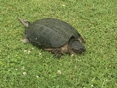 Chelydra