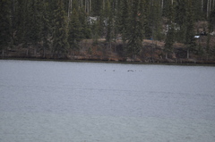 Melanitta perspicillata