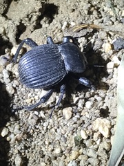 Gonopus