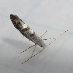 Argyresthia thuiella