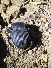 Gonopus