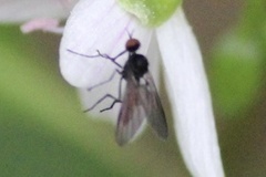 Rhamphomyia longicauda