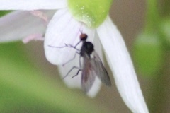 Rhamphomyia longicauda