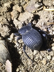 Gonopus