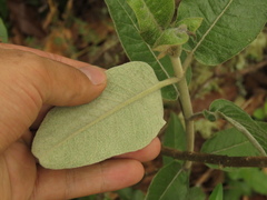Ageratina asclepiadea