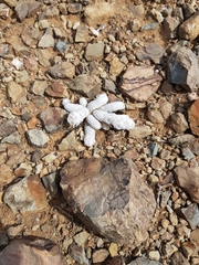 Anacampseros papyracea