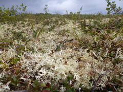 Thamnolia vermicularis