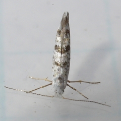 Argyresthia thuiella