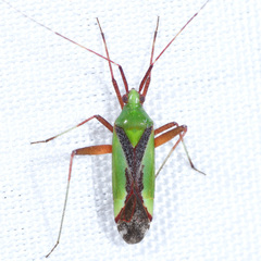 Phytocoris vau