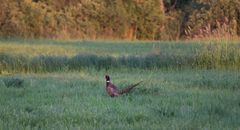 Phasianus colchicus