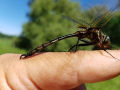 Somatochlora hineana