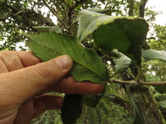 Roupala monosperma