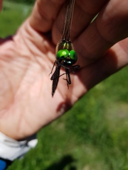 Somatochlora hineana