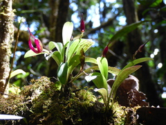 Masdevallia