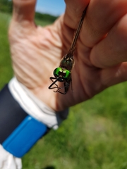 Somatochlora hineana