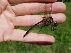 Somatochlora hineana