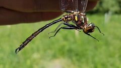 Somatochlora hineana