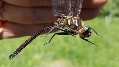 Somatochlora hineana