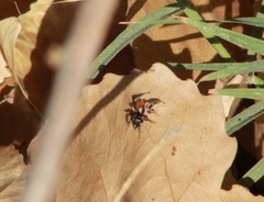 Habronattus forticulus