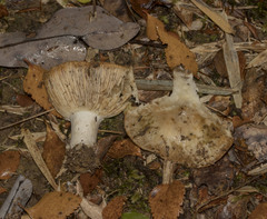 Russula austrodelica