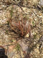 Drosera filiformis