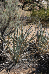 Yucca baccata baccata