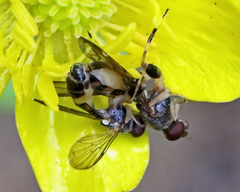 Sphegina